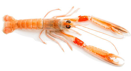 Nephrops norvegicus, view from above