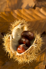 Chestnuts in shell