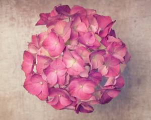 Hot pink pretty hortensia flower on a smooth wooden background