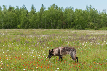 Black Phase Grey Wolf (Canis lupus) Walks Through Field
