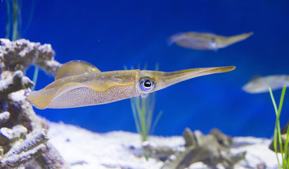 Reef Squid