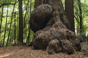 Obraz premium Redwood Burl