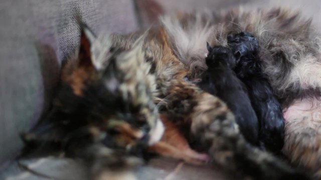Group of cats and kitten Maine Coon. Little red and black kittens with mother cat