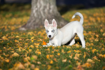 siberian husky puppy playing outdoors © otsphoto