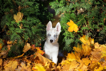 adorable siberian husky puppy outdoors in autumn
