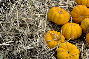 Yellow pumpkins on straw.Pumpkins harvest lying on a dry straw in a farm.