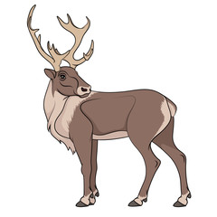 Deer illustration. Isolated object on white background.