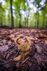 a selective focus shot of a chestnut in the forest of heidelberg