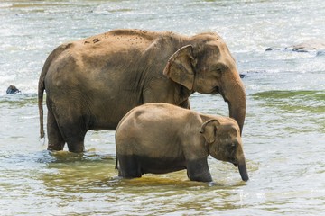 elephants in pinnawela sri lanka