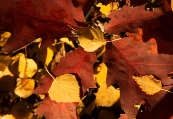 Autumn leaves of oak and birch lying on the ground