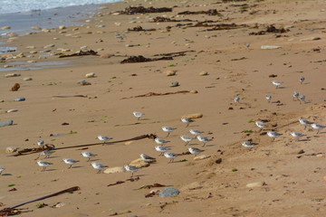 Vögel warten am Strand was die stürmische Flut an fressbarem anschwemmt