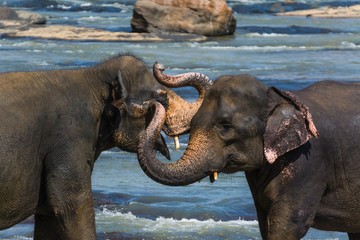 elephants in pinnawela sri lanka - 94603033