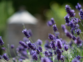 Der Lavendel blüht