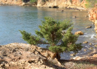 Busch an der Steilküste