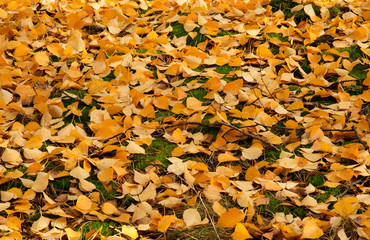 Autumn leaves of birch lying on the ground