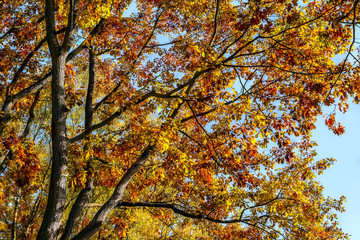 Herbstbaum  Eiche mit buntem Herbstlaub vor blauem Himmel