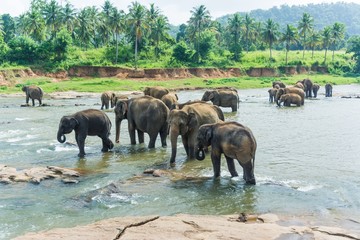 Obraz na płótnie Canvas elephants in pinnawela sri lanka