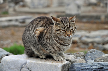 Naklejka premium Katze