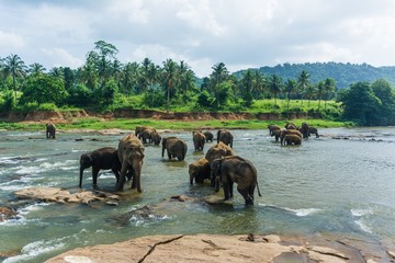 Plakat elephants in pinnawela sri lanka