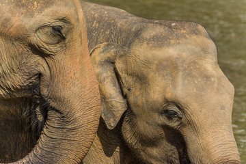 elephants in pinnawela sri lanka