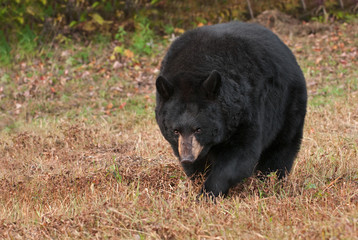Adult Female Black Bear (Ursus americanus) Stalks Forward