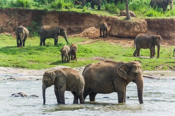 elephants in pinnawela sri lanka