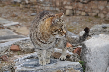 Katze