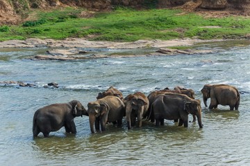 Fototapeta na wymiar elephants in pinnawela sri lanka