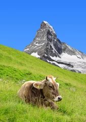 Photo sur Plexiglas Cervin Cow in the meadow.In the background of the Matterhorn - Pennine Alps, Switzerland
