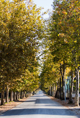 Naklejka premium Viale alberato in riva al mare