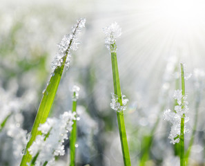 Frozen grass close up. Nature background.