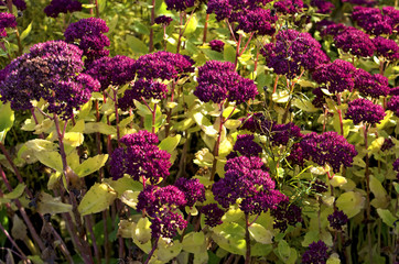 Obraz premium Hylotelephium spectabile.Close-up of flowers of Sedum spectabile, also called showy stonecrop or ice plant.