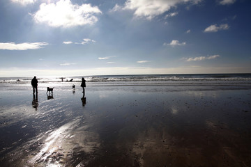 Dog walking on a beach in winter