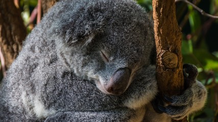 koalas in australia