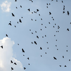 Flack of ravens birds