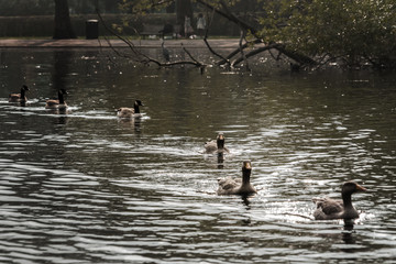 Vintage Duck & Geese Pond