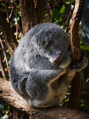 koalas in australia