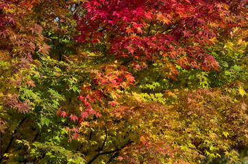 Colorful fall tree texture.Close-up of vibrant red, yellow and green autumn maple leaves as a background pattern.