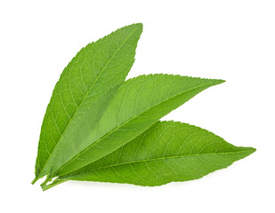 Obraz premium peach leaf