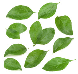 Plum leaves isolated on white background