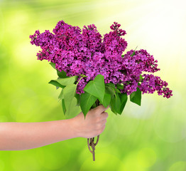 Fototapeta na wymiar Blooming lilac flowers in hand on green natural background
