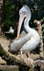 Great white Pelican