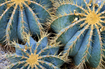Globe cactus plants closeup.Close up of golden barrel cactus (Echinocactus grusonii) in botanical...
