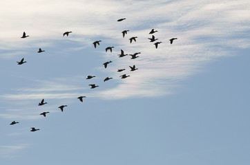 Large Flock of Ducks Silhouetted Against a Cloudy Blue Sky