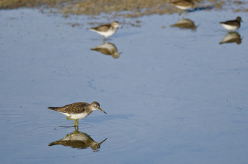 Lesser Yellowlegs Sandpiper Wading in Shallow Blue Water