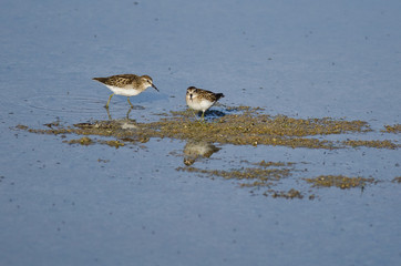Least Sandpipers Searching for Food in the Shallow Blue Water