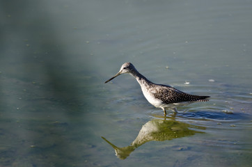 Greater Yellowlegs Hunting in the Shallow Water