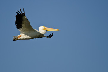 Fototapeta na wymiar American White Pelican Flying in a Blue Sky