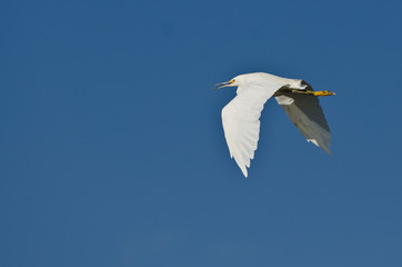 Snowy Egret Flying in a Blue Sky
