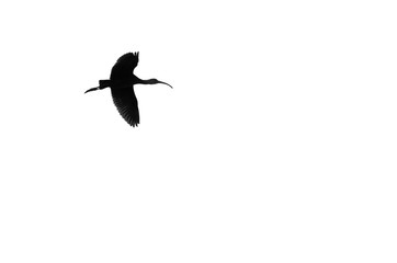 Single White-Faced Ibis Silhouetted on a White Background